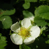 Strawberry flower