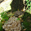 Hen of the woods/Eikhaas