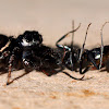 Round Ant Eater Spider ( Female )