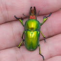 Golden Green Stag Beetle