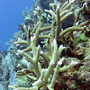 Staghorne coral