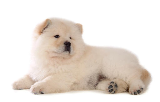 【免費生活App】Chow Chow Wallpapers HD-APP點子