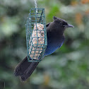 Steller's Jay