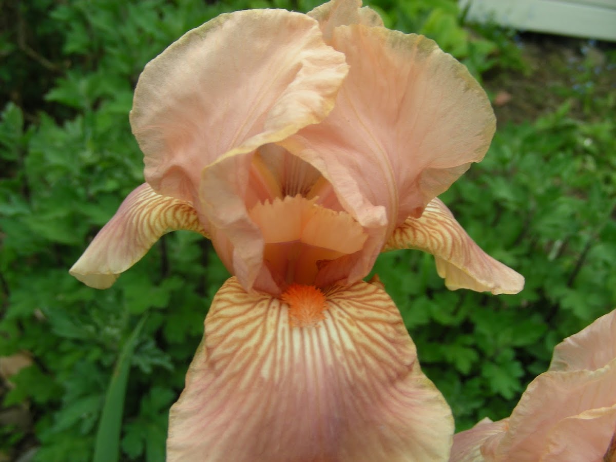 Iris (Peach)