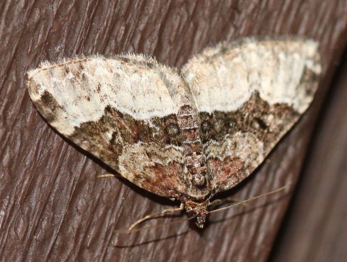 Toother Brown Carpet Moth