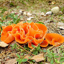 Orange Peel Fungus, Dzieżka pomarańczowa