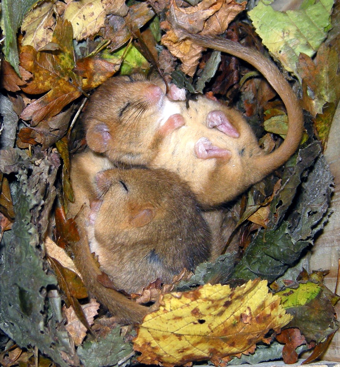 Hazel Dormouse Project Noah