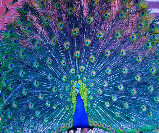 Cute Peacock Live Wallpaper