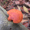 Mushroom (Pyncnoporus)