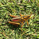 Southeastern Lubber Grasshopper