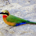 White-Fronted Bee Eater
