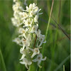 White bog orchid