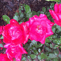 Knockout Roses