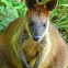 Wallaby