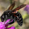 Valley Carpenter Bee (female)