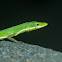 Sauter's grass lizard