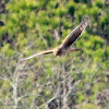 Northern harrier hawk