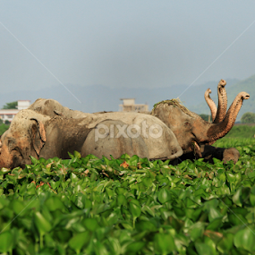 elephant by Anjali Borah - Animals Other Mammals