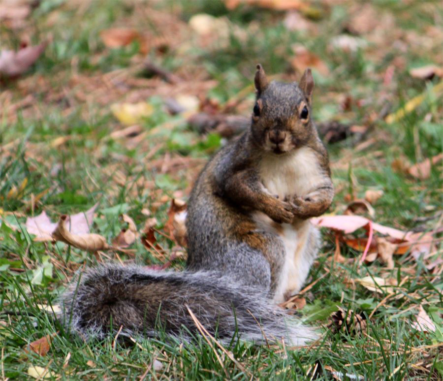 Eastern Gray Squirrel