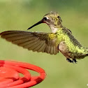 Ruby-Throated Hummingbirds - dispute