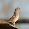 Chipping Sparrow (nonbreeding)