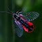 Scarlet-tipped Wasp Mimic