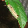 Orygia Tussock Moth Caterpillar