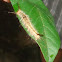Orygia Tussock Moth Caterpillar