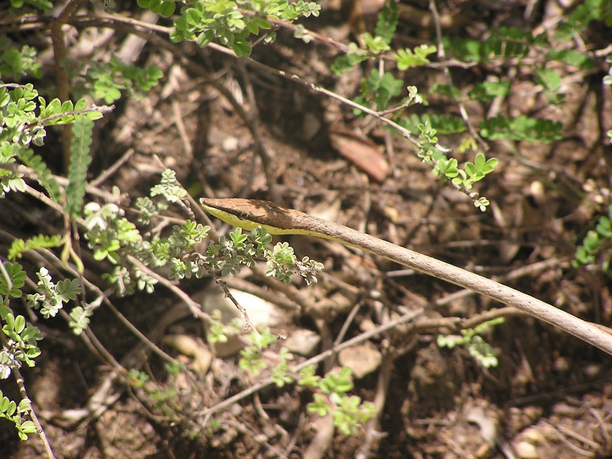 Mexican Vine snake