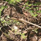 Mexican Vine snake