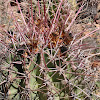 Straight Spine barrel cactus