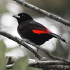 Passerini's Tanager (male)