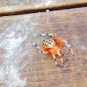 Spotted orbweaver