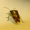 Birch Shield-bug