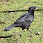 White-winged Chough