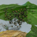 Green Lynx Spider (with sack and babies)
