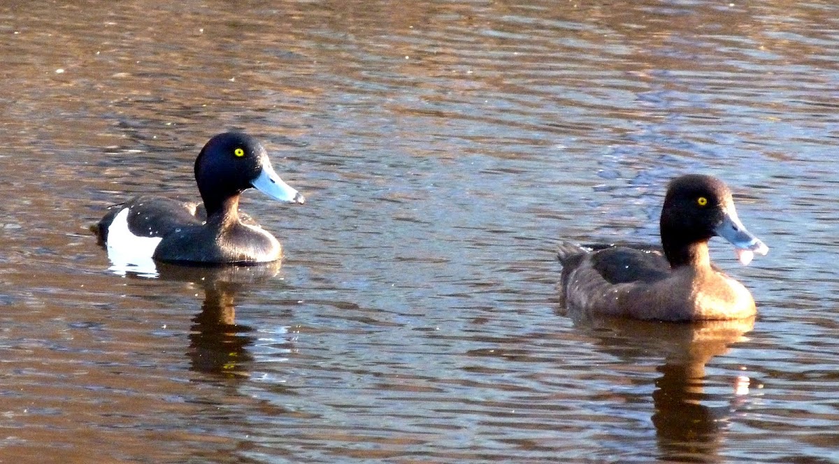 Tufted Duck