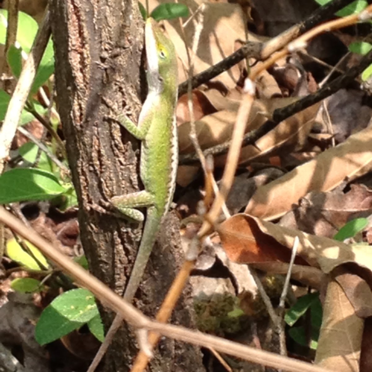 Green Anole (female)