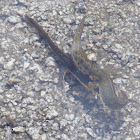 Eastern Newts (Adults mating)