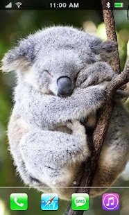 Koala Australian HQ LWP Screenshots 7