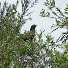 Pheasant Coucal
