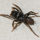 purseweb spider