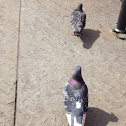 Male Pigeon