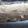 common white tooth crust mushroom