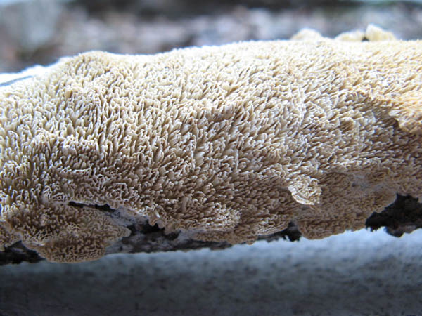 common white tooth crust mushroom