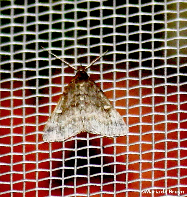 Smoky Tetanolita litter moth