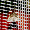 Smoky Tetanolita litter moth