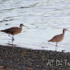 Whimbrel