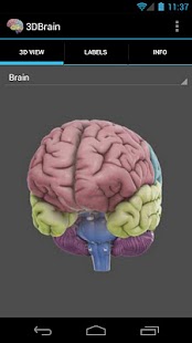 3D Brain