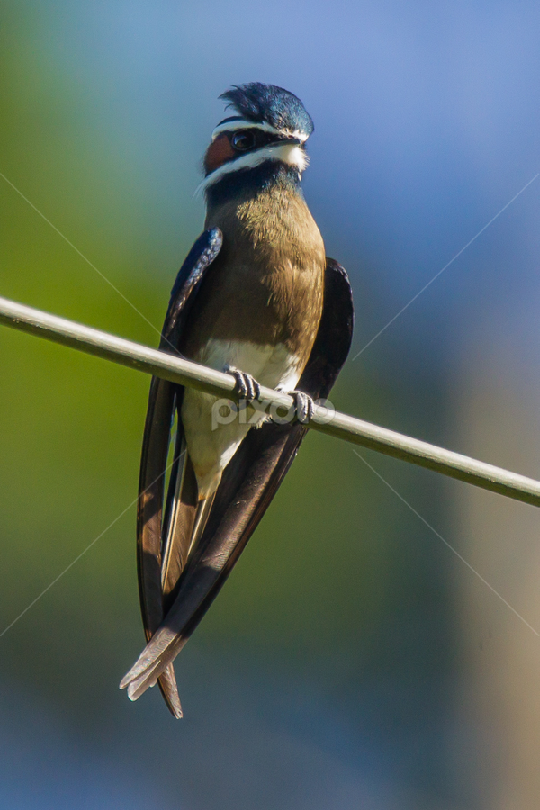 Whiskered Treeswift (Hemiprocne comata) by Steve Albano - Animals Birds